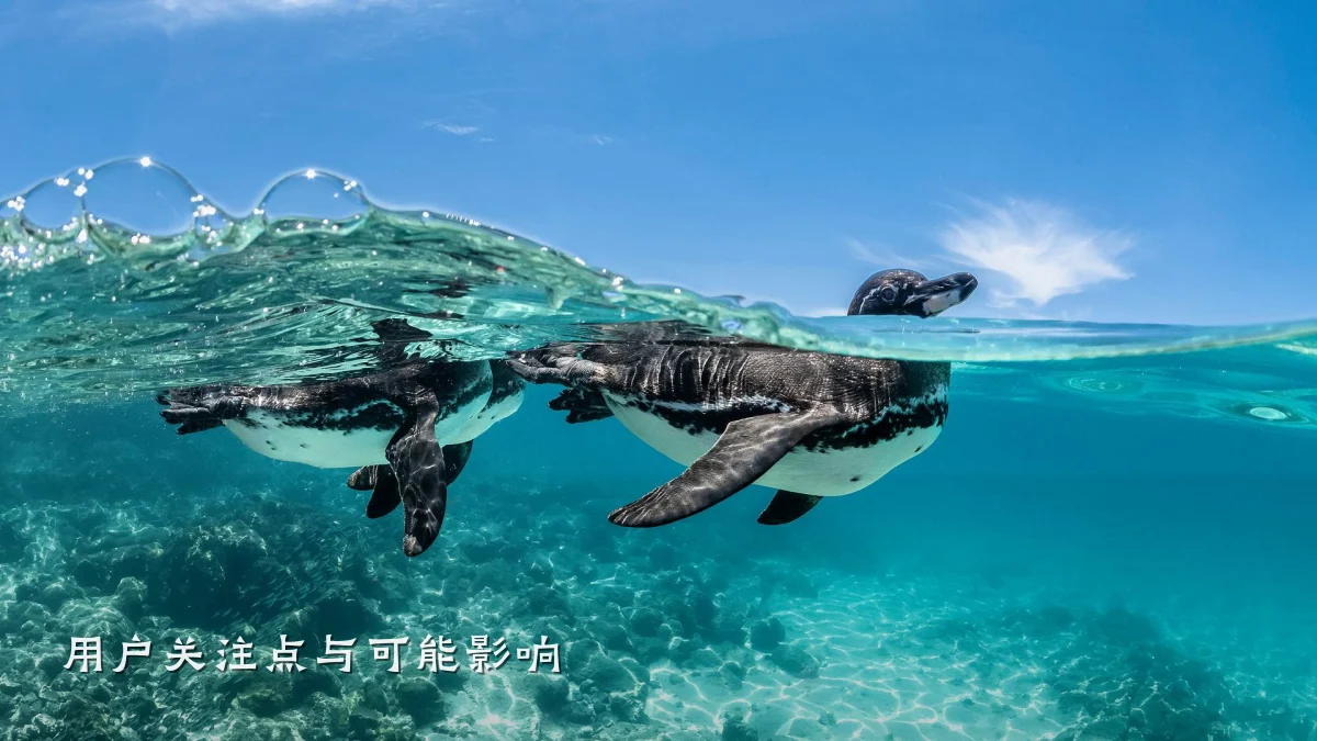 用户关注点与可能影响