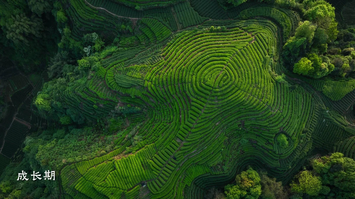 成长期