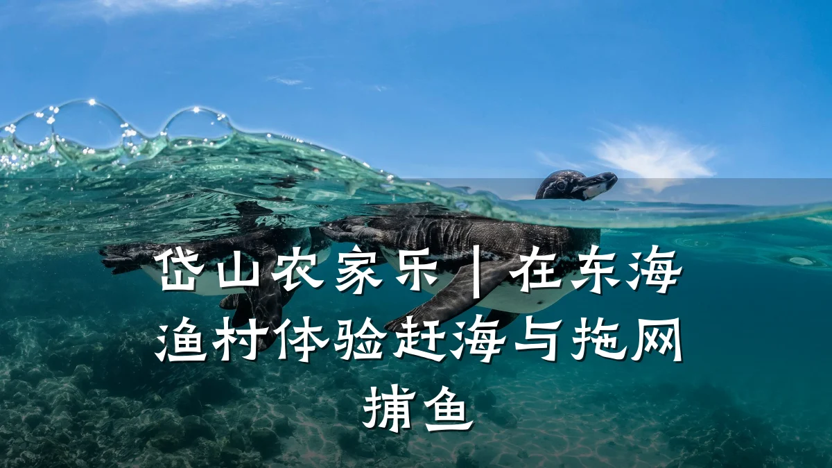岱山农家乐|在东海渔村体验赶海与拖网捕鱼
