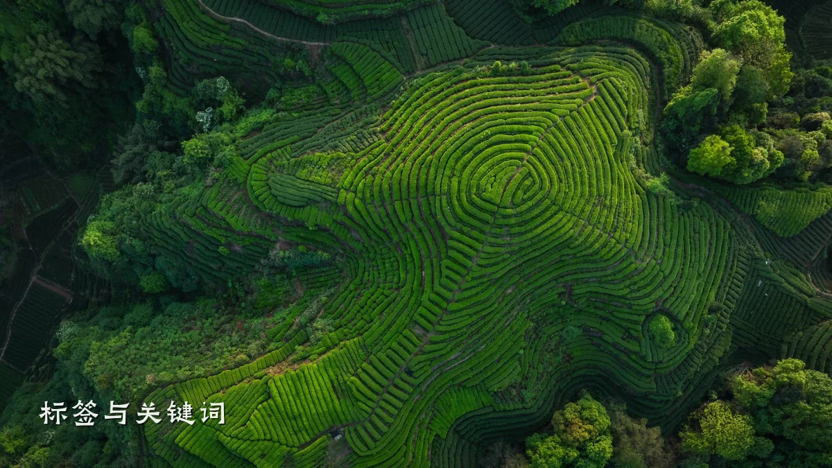 标签与关键词