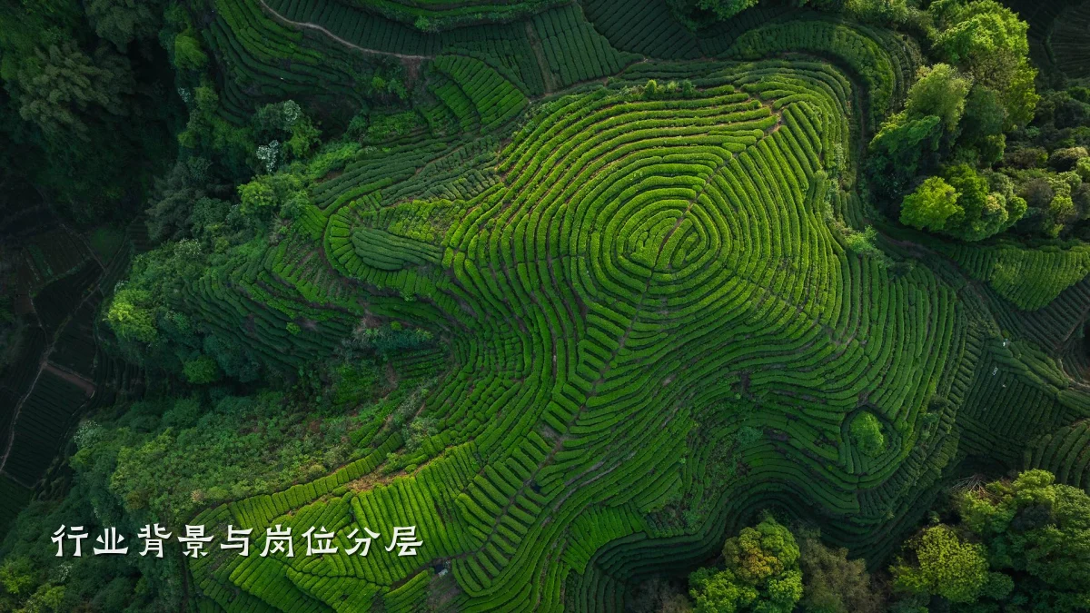 行业背景与岗位分层