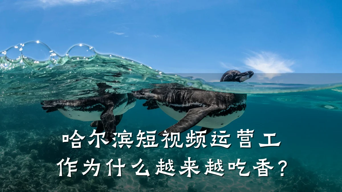 哈尔滨短视频运营工作为什么越来越吃香?