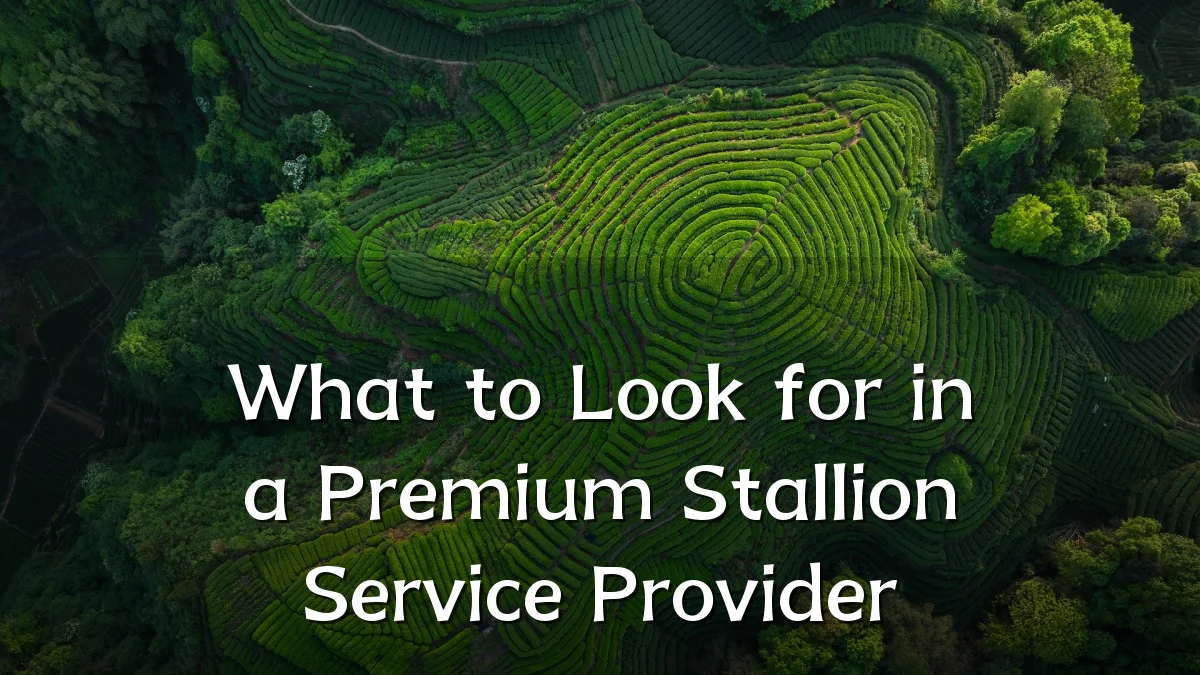 What to Look for in a Premium Stallion Service Provider