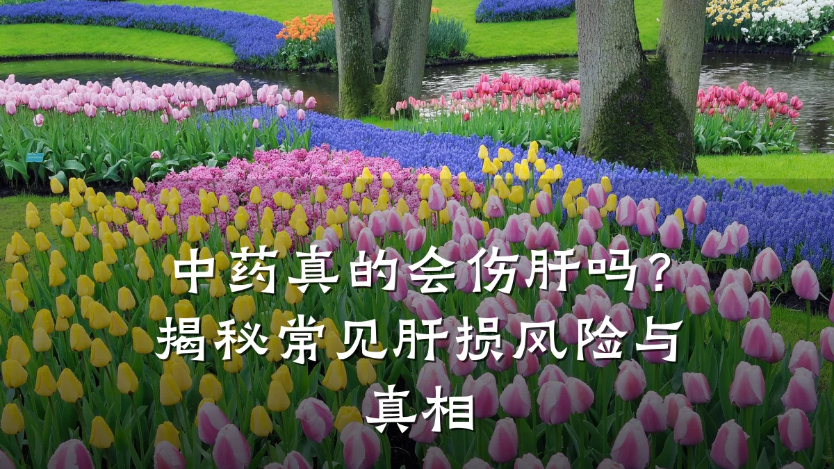 中药真的会伤肝吗？揭秘常见肝损风险与真相