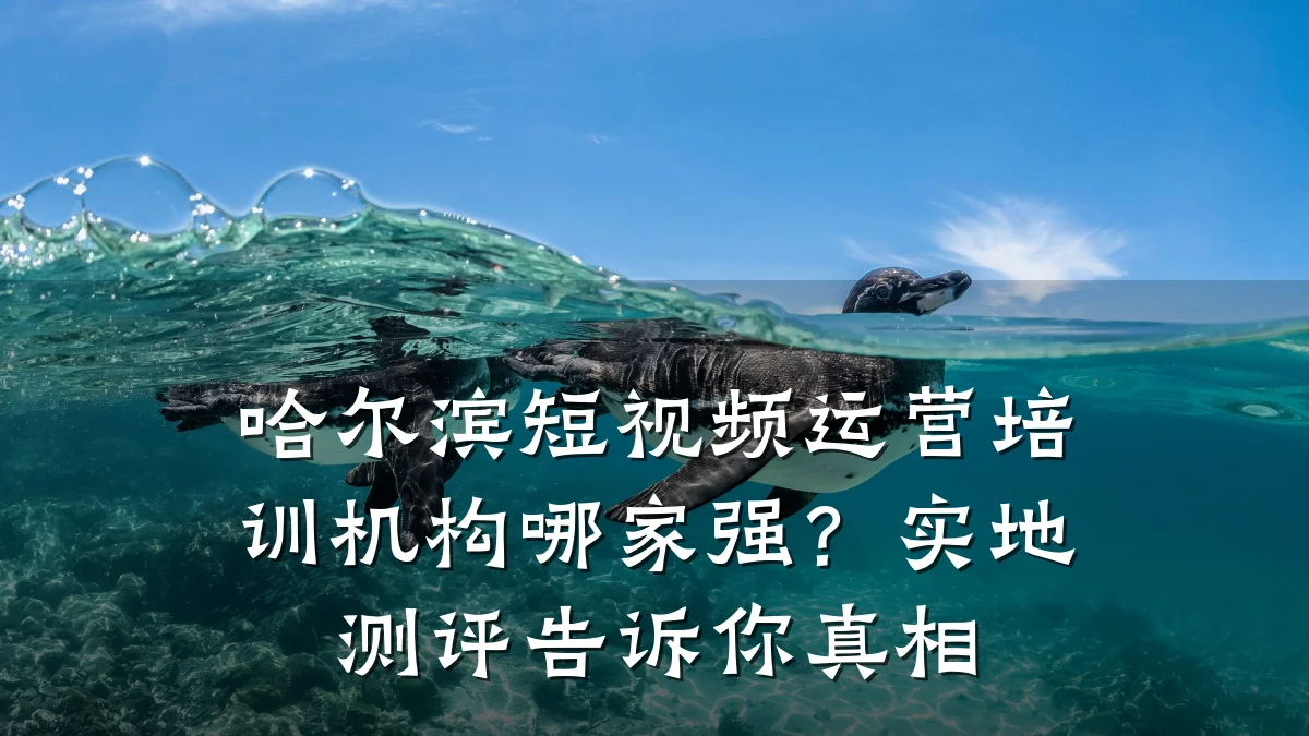 哈尔滨短视频运营培训机构哪家强?实地测评告诉你真相