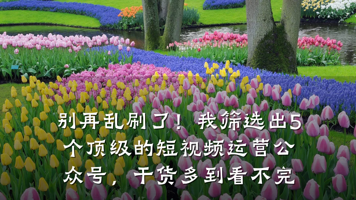 别再乱刷了!我筛选出5个顶级的短视频运营公众号,干货多到看不完