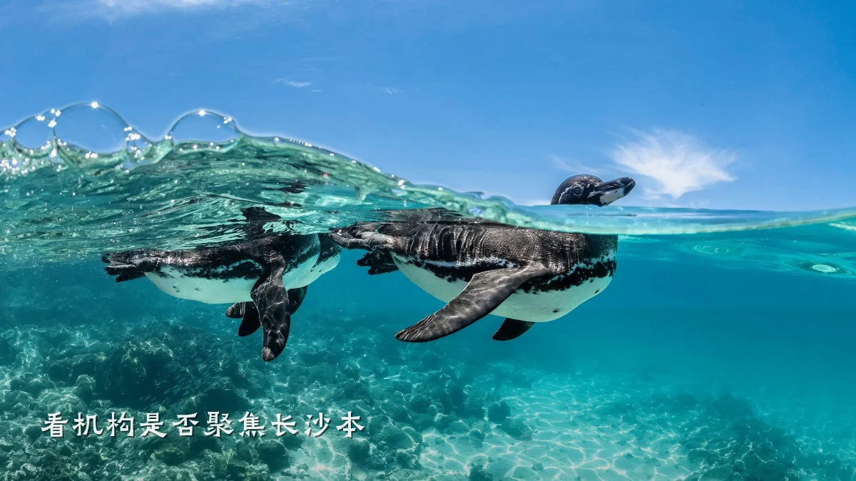 看机构是否聚焦长沙本