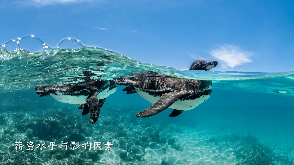 薪资水平与影响因素